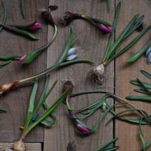 かわいい球根花を使ったレッスン